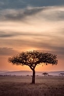 Africa